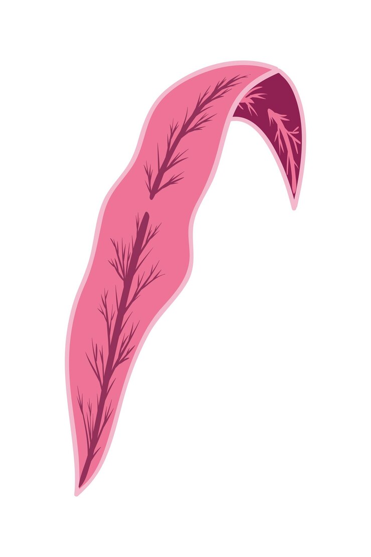 Vecteur feuilles tropicales éléments illustration vectorielle dessinée à la main filles tropicales et plante exotique abstraite