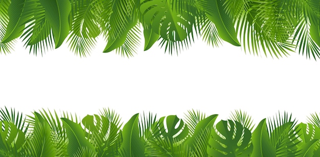 Des feuilles tropicales vertes bordées d'un fond blanc isolé