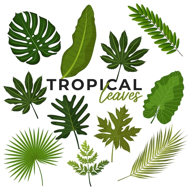 Vecteur feuilles tropicales