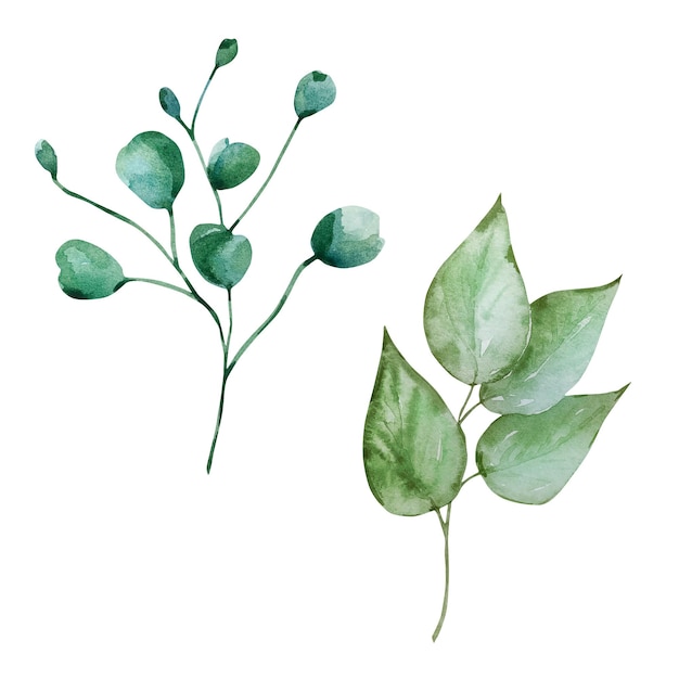 Des feuilles vertes en aquarelle, une illustration florale.
