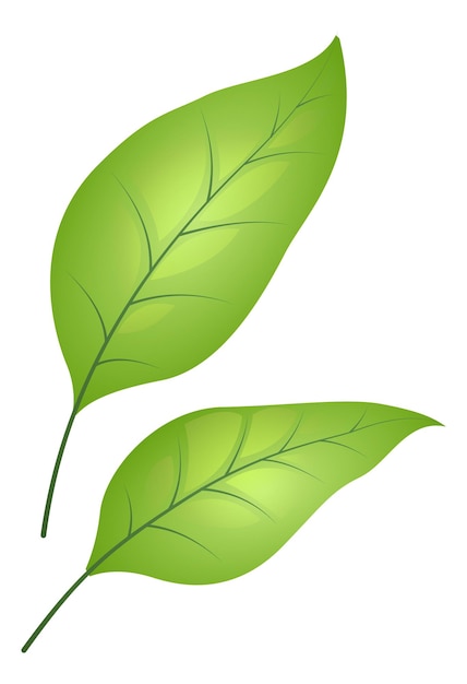 Vecteur feuilles vertes. feuillage d'arbre mignon. verdure lumineuse isolé sur fond blanc