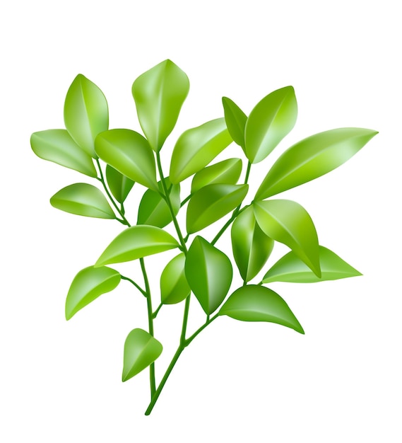 Feuilles vertes isolées sur fond blanc En forme de bouquet de feuilles vert foncé et vert clair