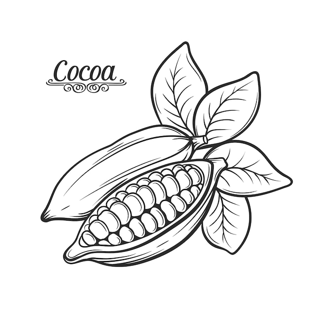 Fève De Cacao Dessinée à La Main.