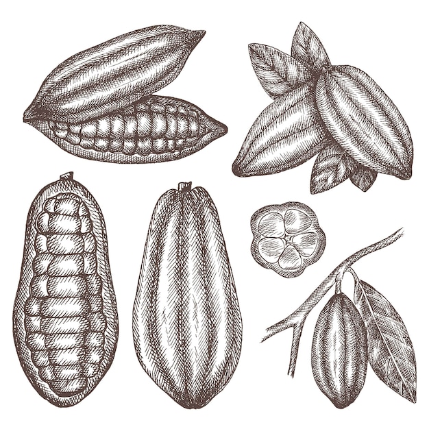 Fève De Cacao Dessinée à La Main.