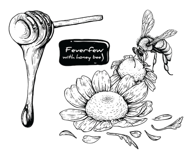 Feverfew Et Abeille Avec Des Dessins Au Trait Sur