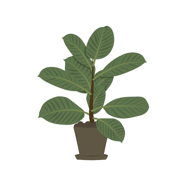 ficus. Plante d'appartement.