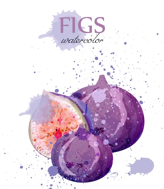 Figue Fruits Aquarelle