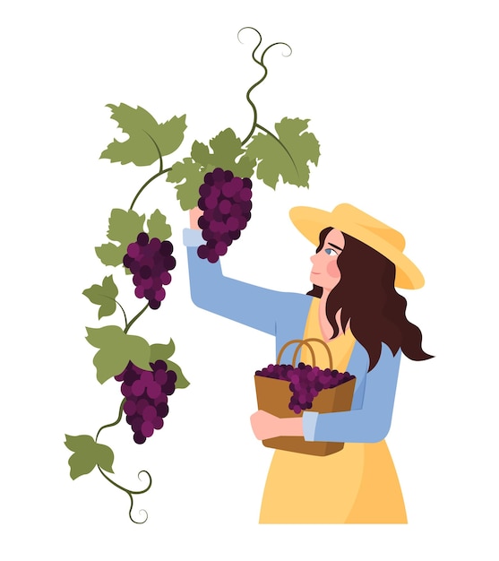 Vecteur fille de dessin animé cueillant des grappes de raisins pour la production de vin femme traitant du processus de vinification jeunes faisant des boissons alcoolisées illustration de style plat vectoriel