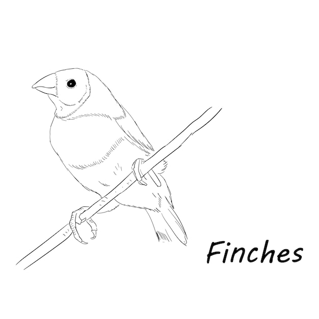 Finches à Croquis Vectoriel Libre Dessinées à La Main