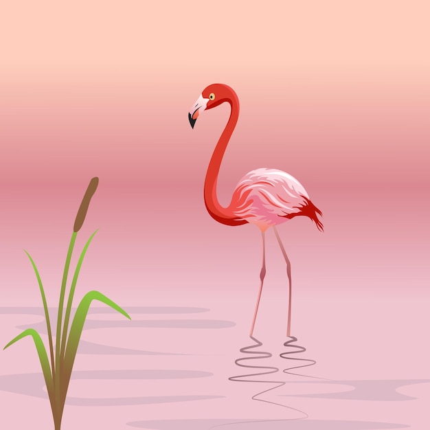 Flamant rose dans l'eau