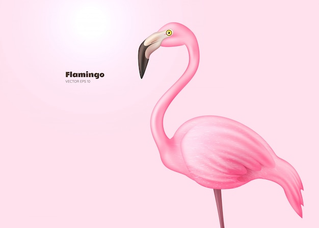 flamant rose réaliste