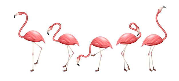 Flamingo 3d Réaliste Set Animal Tropical Avec Différentes Poses Bel Oiseau Tropical