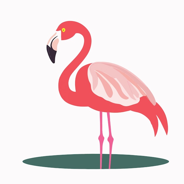 Flamingo sur un fond blanc