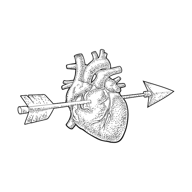 Flèche A Transpercé Le Coeur Illustration De Gravure Vintage Vectorielle