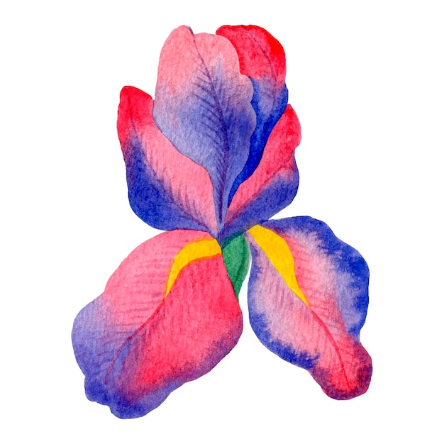 Fleur aquarelle colorée isolée sur fond blanc Iris violet dessiné à la main