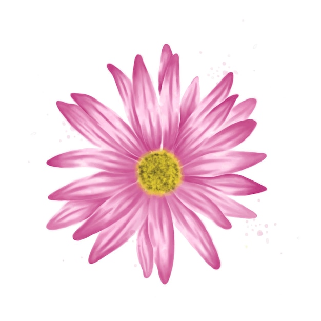 Fleur aquarelle rose isolé sur fond blanc