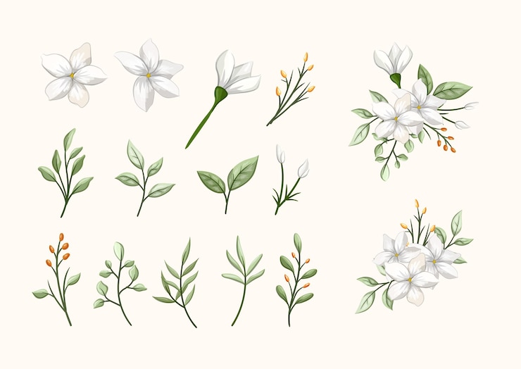 Vecteur fleur de beauté blanche de jasmin avec des feuilles pour bouquet pour la romance d'amour de mariage