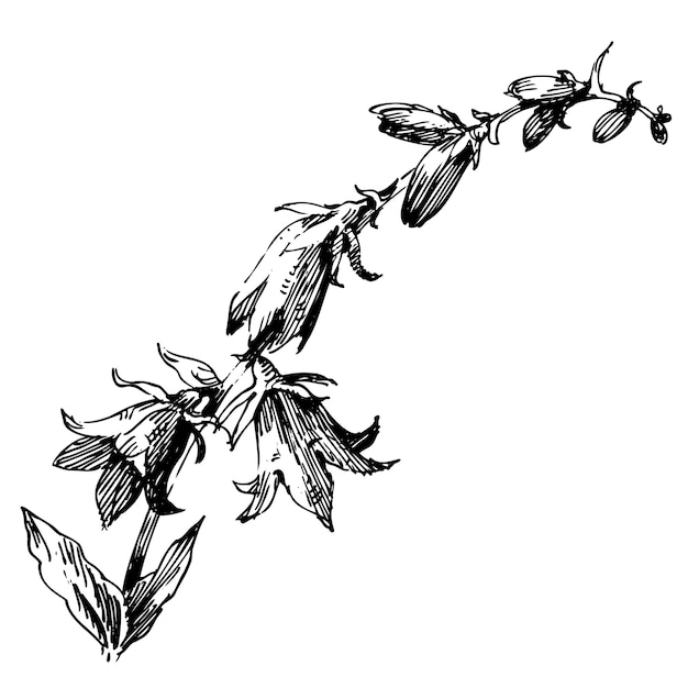 Fleur Botanique Florale. Illustration Isolée