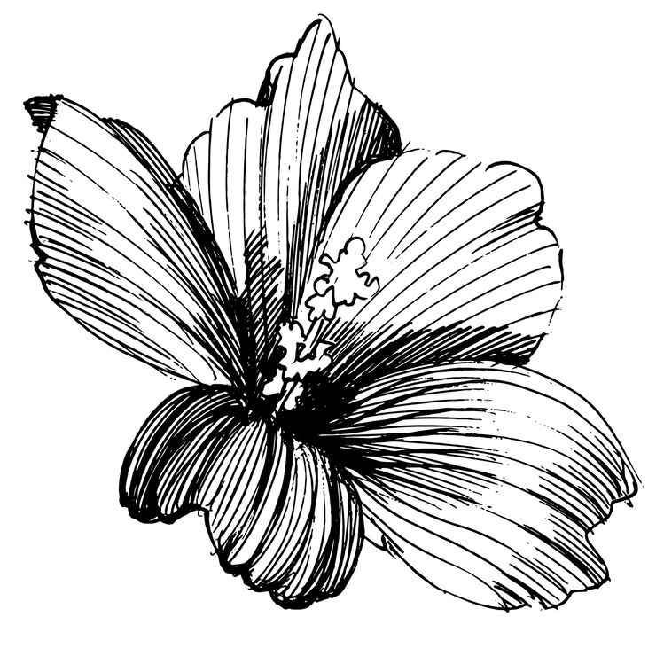 Vecteur fleur botanique florale. illustration isolée