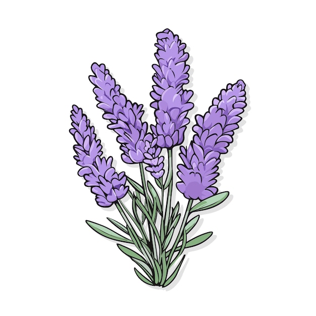 Fleur Botanique Florale De Lavande Violette Vecteur Isolé Sur Fond Blanc Illustration De Lavande