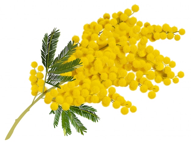 Vecteur fleur de branche de mimosa jaune.