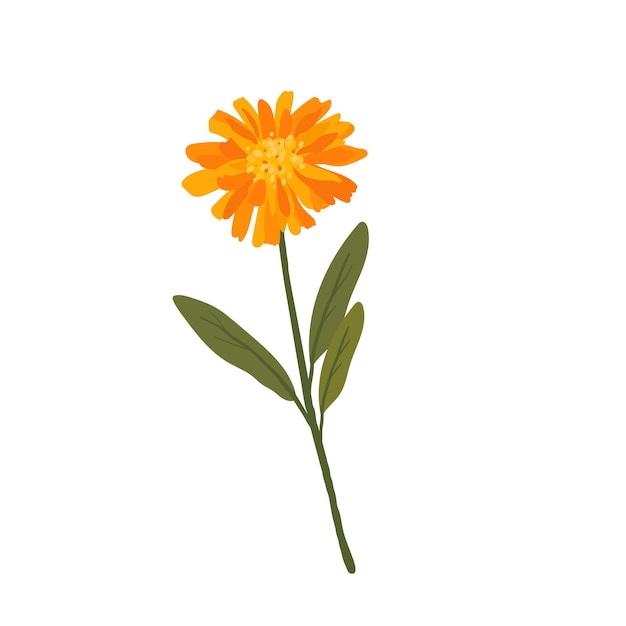 Vecteur fleur de calendula sur fond blanc fleur médicinale dessinée à la main