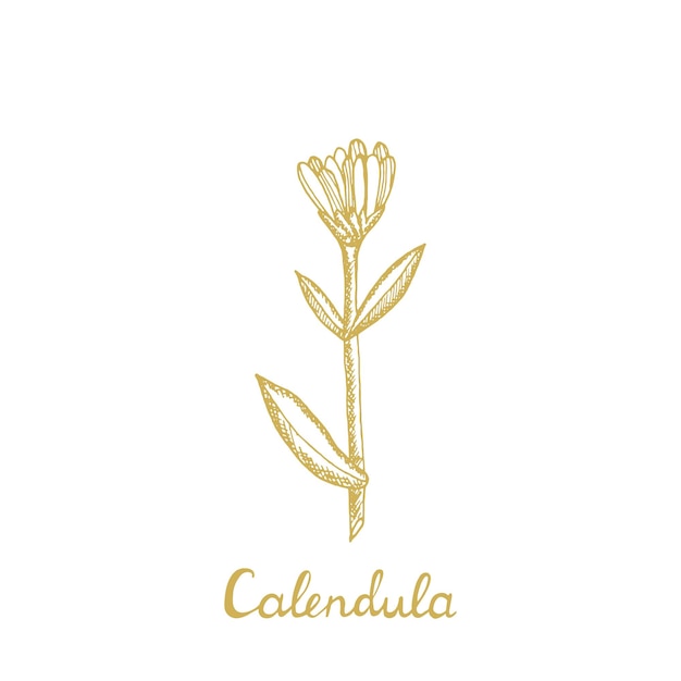 Fleur De Calendula Illustration Botanique Croquis D'un Ensemble D'herbes Médicinales