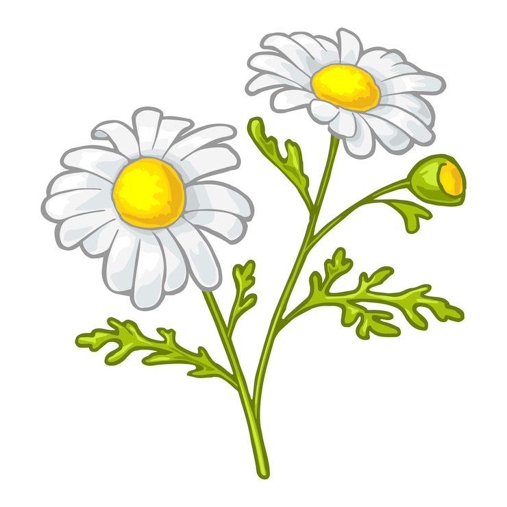 Vecteur fleur de camomille avec des feuilles. illustration vectorielle vintage couleur isolée sur fond blanc.