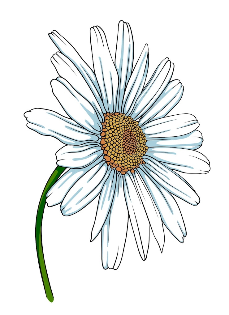 Vecteur fleur de camomille sur un fond blanc illustration vectorielle dessinée à la main