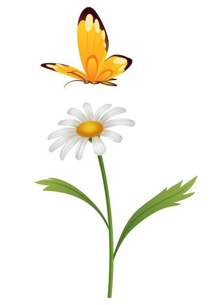 Fleur de camomille Illustration botanique de marguerite Élément de conception pour les tisanes cosmétiques naturels produits de soins de santé ou aromathérapie Fleur blanche avec feuilles vertes et tige