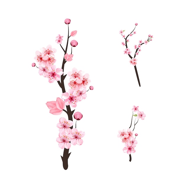 Fleur de cerisier avec branche de fleur de Sakura aquarelle. Branche de fleur de cerisier avec fleur rose en fleurs. Vecteur de fleur de Sakura aquarelle réaliste. Vecteur de branche de Sakura rose sur fond blanc.