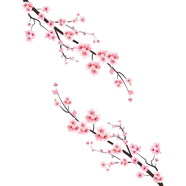 Fleur De Cerisier Avec Fleur De Sakura Aquarelle. Vecteur De Fleur De Cerisier Japonais. Branche De Fleur De Cerisier Avec Sakura Rose. Illustration De Fleur De Cerisier Aquarelle. Vecteur De Branche De Fleur De Sakura.