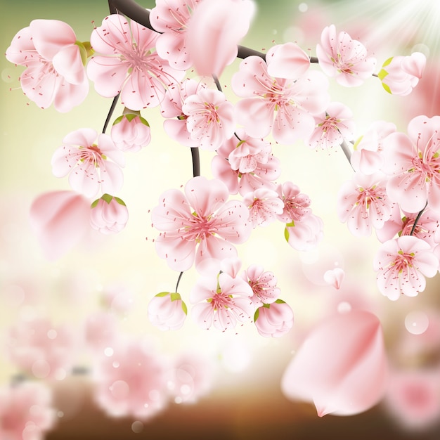 Vecteur fleur de cerisier, fleurs de sakura.