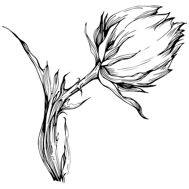 Fleur de chardon à la main dessin clipart noir et blanc isolé