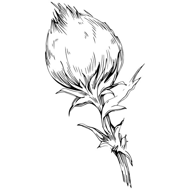 Fleur De Chardon à La Main Dessin Clipart Noir Et Blanc Isolé