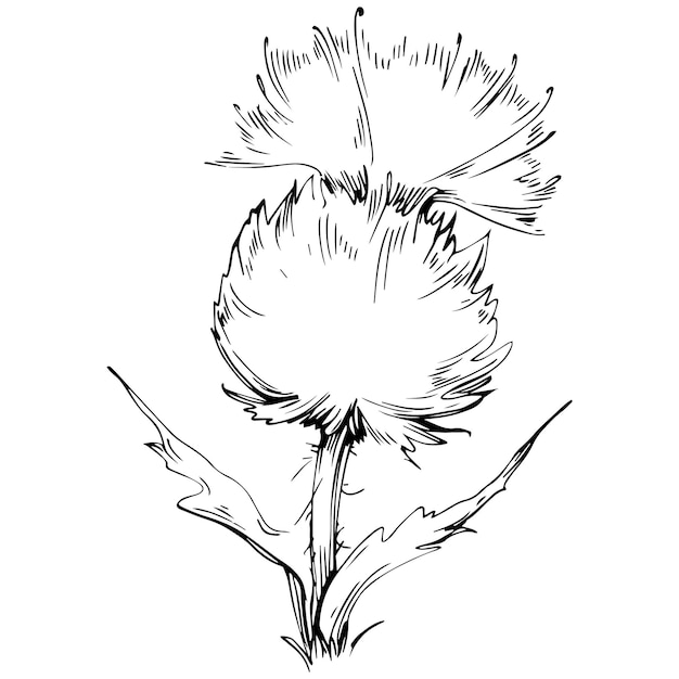 Fleur de chardon à la main dessin clipart noir et blanc isolé