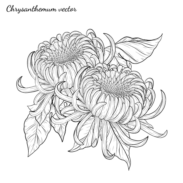 Fleur De Chrysanthème à La Main