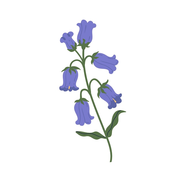 Fleur De Cloche Délicate Isolée Sur Fond Blanc. Magnifique Jacinthe Des Bois Printanière En Fleurs. élément Floral Botanique élégant. Illustration De Vecteur Plat Coloré Isolé Sur Fond Blanc.