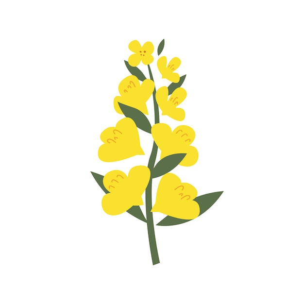 Fleur De Colza Jaune Dessinée à La Main. Branche Fleurie Pour Cartes Postales, Logos. Style Plat. Bourgeons De Canola De Vecteur De Dessin Animé. Tous Les éléments Sont Isolés. Conception Mignonne Pour Votre Projet.