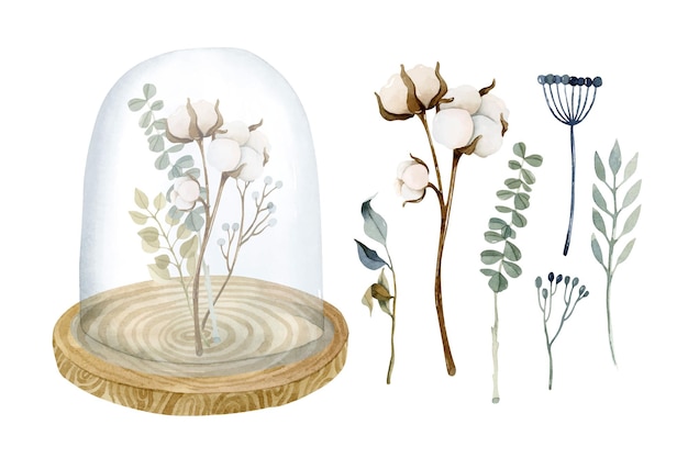 Fleur de coton et feuilles sous couvercle en verre sur base en bois éléments aquarelles isolés