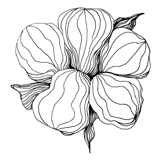 Fleur de coton Fleur botanique floral Élément d'illustration isolé