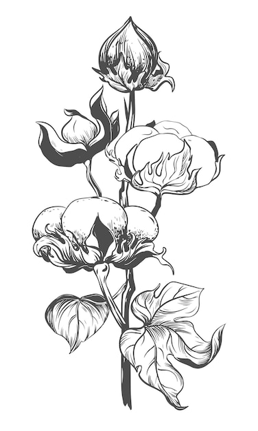 Vecteur fleur de coton fleur botanique florale élément d'illustration isolé dessin à la main vectoriel fleur sauvage pour la texture d'arrière-plan enveloppe modèle cadre ou bordure