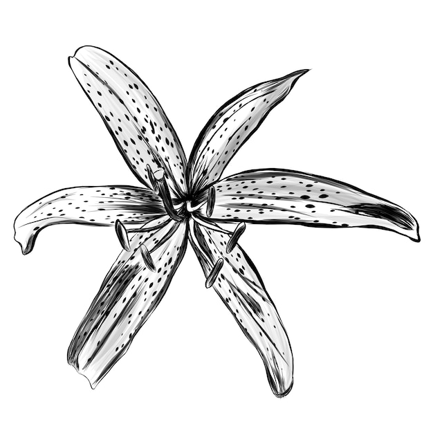 Fleur De Croquis Réaliste.