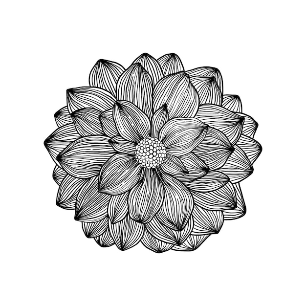 Fleur de dahlia sur blanc