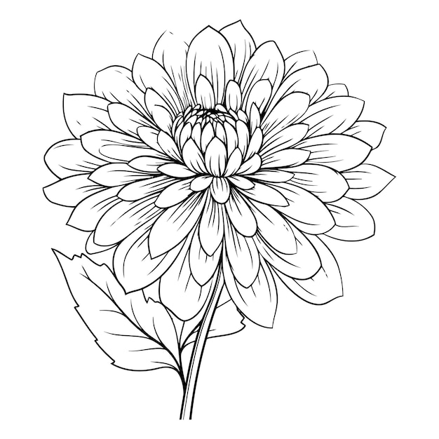 Vecteur fleur de dahlia vectorielle fleur botanique florale art à l'encre gravée en noir et blanc elément d'illustration de dahlie isolé sur fond blanc