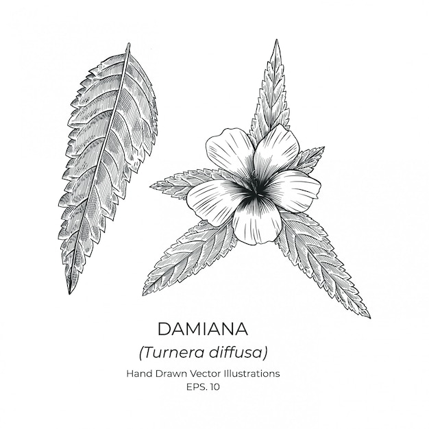 Fleur Damiana