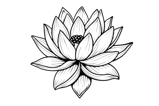Une Fleur D'eau De Lys De Lotus Dans Une Gravure Sur Bois Vintage Gravée Dans L'illustration Vectorielle De Style Gravure