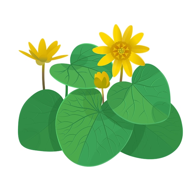 Fleur de Ficaria verna jaune avec des feuilles sur une illustration vectorielle de fond blanc