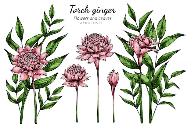 Vecteur fleur de gingembre de torche rose et illustration de dessin de feuilles avec dessin au trait sur fond blanc.
