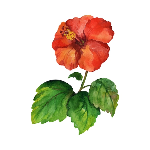 Fleur d'hibiscus rouge avec feuille aquarelle clipart vectoriel dessiné à la main isolé sur fond blanc